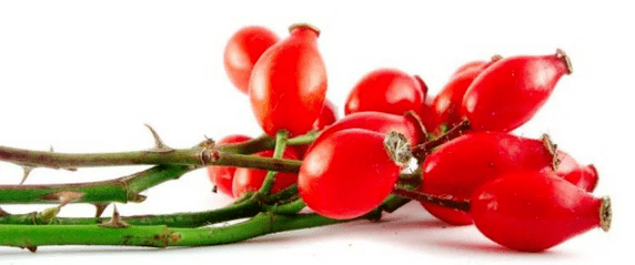 Hagebuttenbeeren mit Zystitis